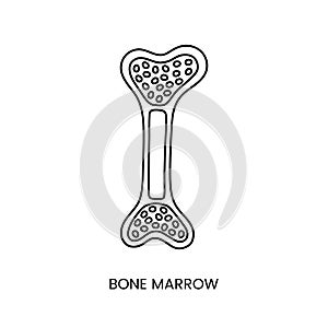 Human bone marrow anatomical icon line in vector, analysis of biomaterial.