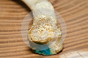 Human bone structure close-up on a wooden background