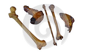 Human bones as fibula, humerus, scapula, pelvic on white
