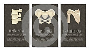 Human bones card templates set. Lumbar spine, pelvic bones, shoulder blade. Orthopedics, traumatology and rheumatology