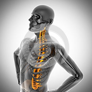 Human bones radiography scan image