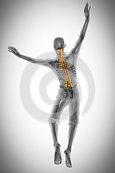 Human bones radiography scan image