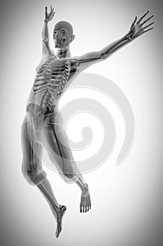 Human bones radiography scan image