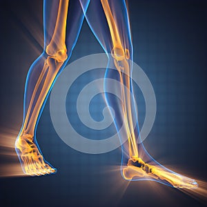 Human bones radiography scan image