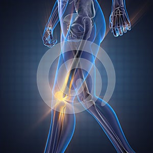 Human bones radiography scan image