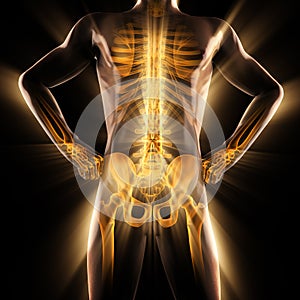 Human bones radiography scan image