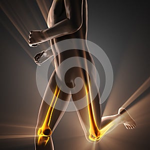 Human bones radiography scan image