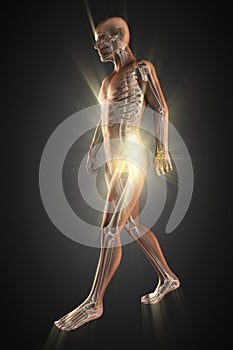 Human bones radiography scan image