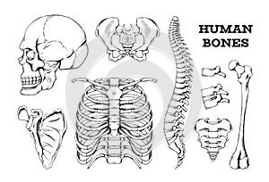 Human bones sketch. Hand drawn anatomy joints or skeleton parts. Spine with vertebrae and femur. Isolated engraving skull. Scapula
