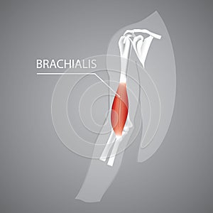 A human brachialis illustration.. Vector illustration decorative background design