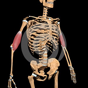 Human brachialis muscles on skeleton