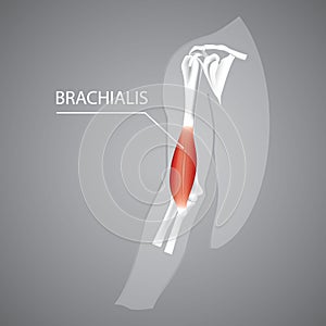 human brachialis. Vector illustration decorative design