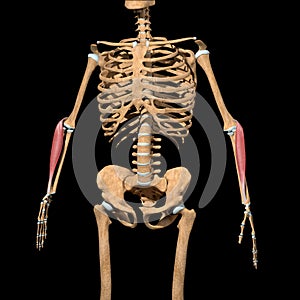 Human brachioradialis muscles on skeleton