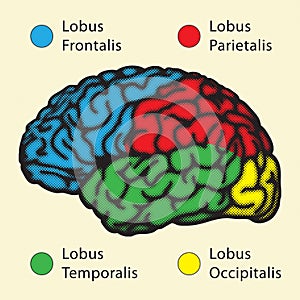 Hombre cerebro 