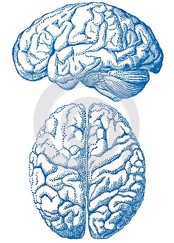 Human brain