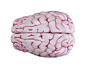 A human brain