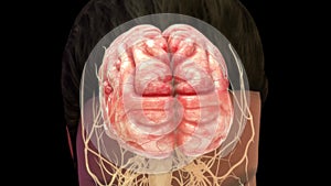 Human brain or 4 lobes of brain and nervous impulse