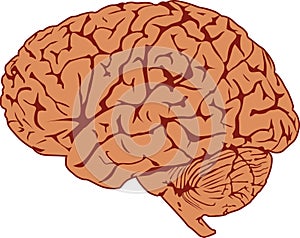 Human Brain photo