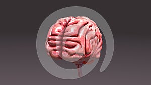 Human Brain Aerial View