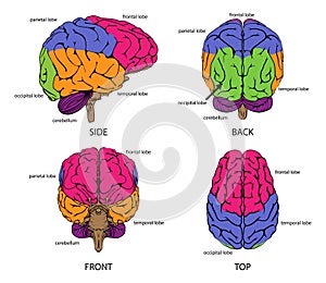 Human brain from all sides