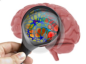 Human Brain Analyzed with magnifying inside isolated