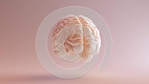 Human brain Anatomical Model 360 Turnaround