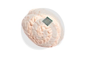 Human brain anatomical model with CPU processor microchip