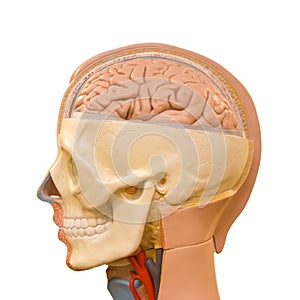 Human brain anatomy