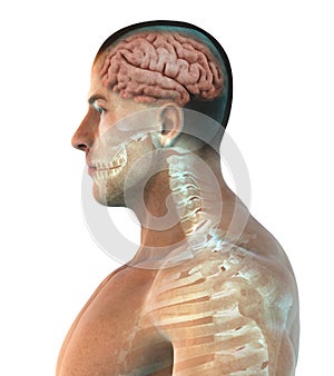 Human Brain Anatomy