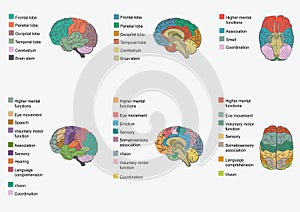 Human brain anatomy,