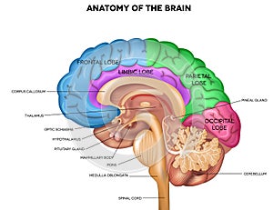 Human brain anatomy