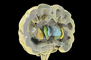 Human brain anatomy, basal ganglia, 3D illustration