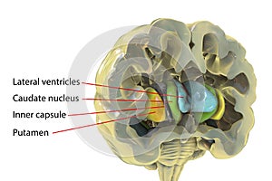 Human brain anatomy, basal ganglia, 3D illustration