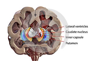 Human brain anatomy, basal ganglia, 3D illustration