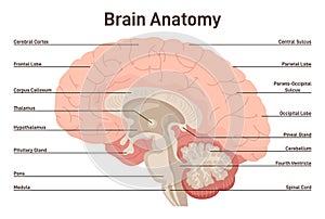 Human brain anatomy. Cross section structure of the main nervous system