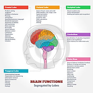 Hombre cerebro a funciones 