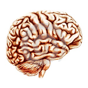 Human brain anatomy illustration