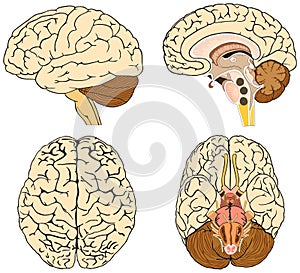 Human brain anatomy infographic diagram lateral sagittal top superior inferior views