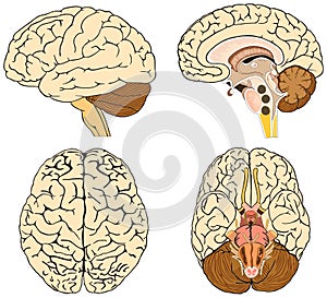 Human brain anatomy infographic diagram lateral sagittal top superior inferior views photo