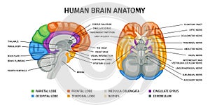 Human Brain Anatomy Infographics