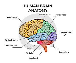 Human Brain Anatomy