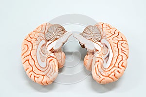 Human brain anatomy model