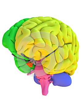 Uomo cervello colorato regioni 
