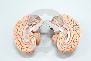 Human brain anatomy model photo