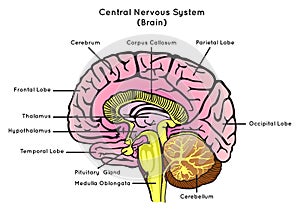 Human Brain Anatomy Sagittal Section Infographic Diagram