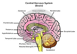 Human Brain Anatomy Sagittal Section Infographic Diagram photo