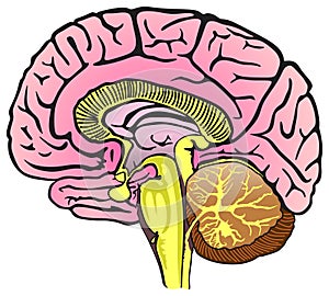 Human Brain Anatomy Sagittal Section Infographic Diagram photo