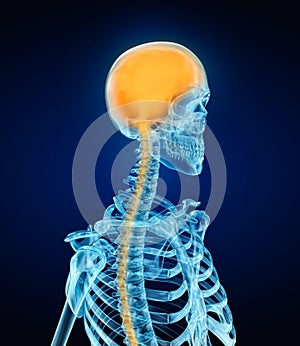 Human Brain Anatomy and skeleton