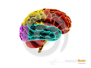 Human brain, anatomy structure. Human brain anatomy 3d illustration. isolated white