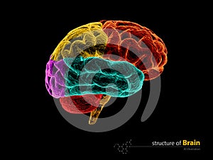 Human brain, anatomy structure. Human brain anatomy 3d illustration.